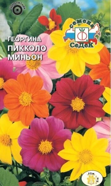 Семена Георгин Пикколо Миньон