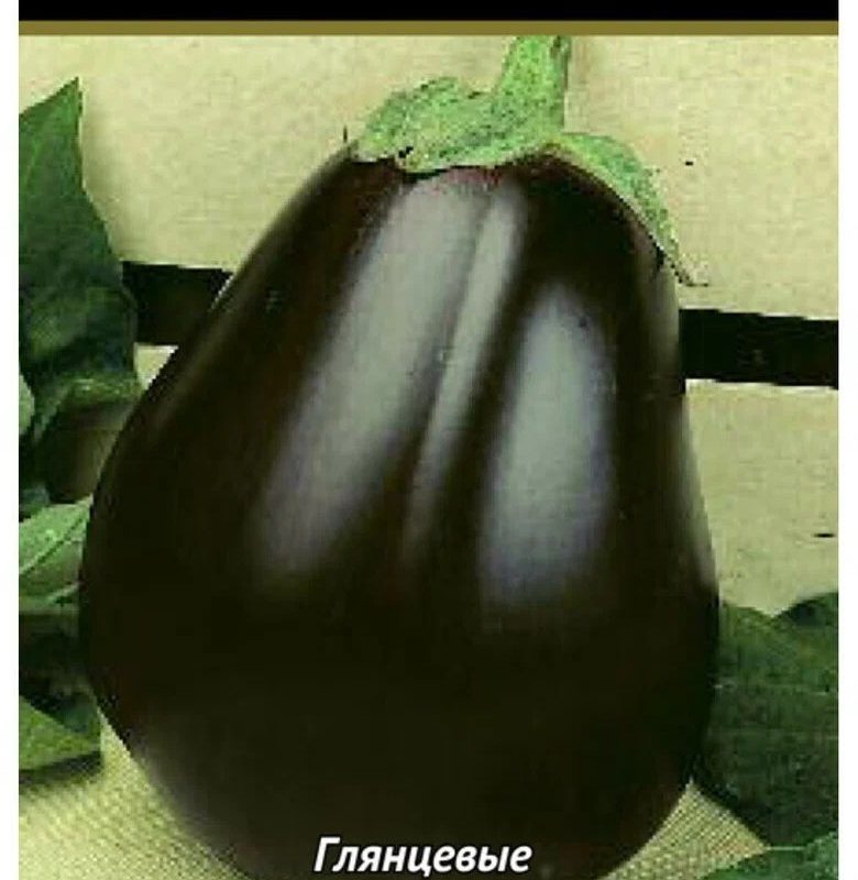 СЕМЕНА БАКЛАЖАН "ЧЕРНЫЙ КРАСАВЕЦ" СРЕДНИЙ 0