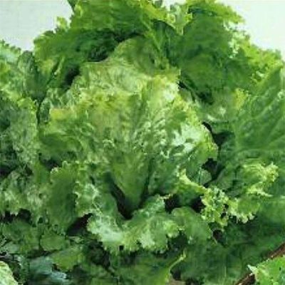 СЕМЕНА  САЛАТ "Олимп" полукачанный (Поиск)