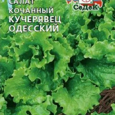 СЕМЕНА  САЛАТ П/КОЧАН.  "КУЧЕРЯВЕЦ ОДЕССКИЙ"  ПОЗДНИЙ  0
