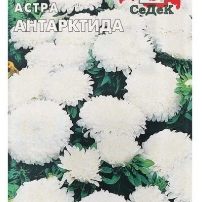 Семена Астра Антарктида карликовая королевская белая