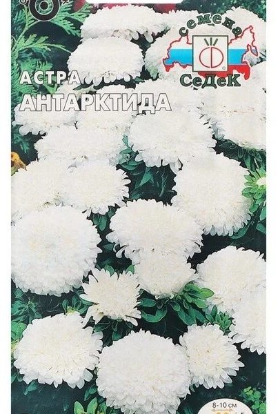 Семена Астра Антарктида карликовая королевская белая