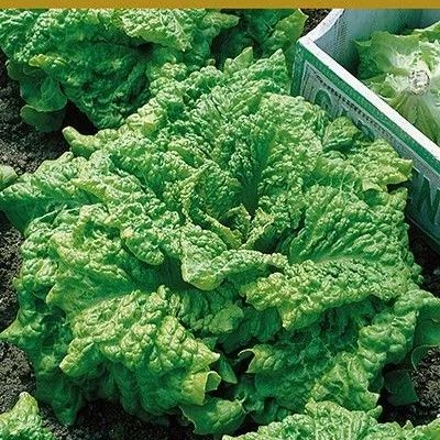 СЕМЕНА САЛАТ "РАПСОДИЯ"