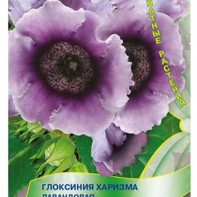 Цветы Глоксиния "Хризантема Лавандовая" Поиск