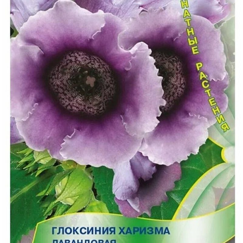 Цветы Глоксиния "Хризантема Лавандовая" Поиск
