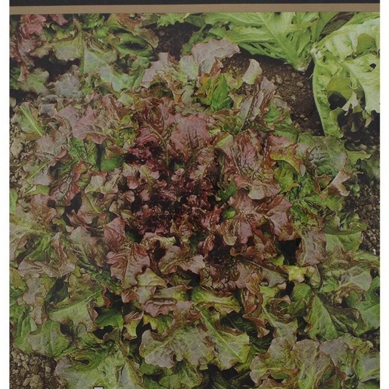 Семена Салат листовой Рубин