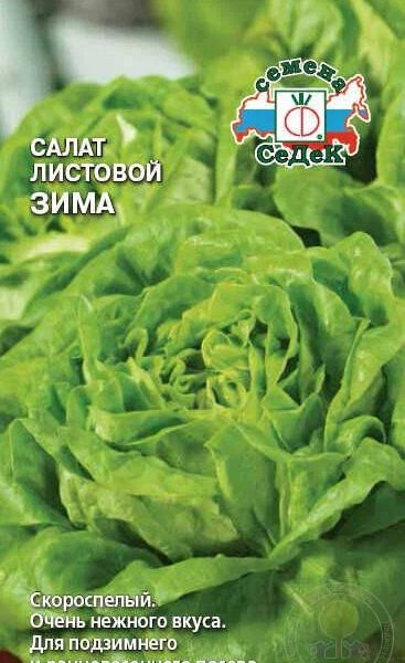 СЕМЕНА САЛАТ ЛИСТОВОЙ ЗИМА