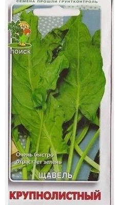 ЩАВЕЛЬ КРУПНОЛИСТНЫЙ