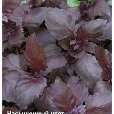 БАЗИЛИК ПУРПУРНЫЕ ЗВЕЗДЫ