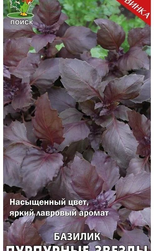 БАЗИЛИК ПУРПУРНЫЕ ЗВЕЗДЫ