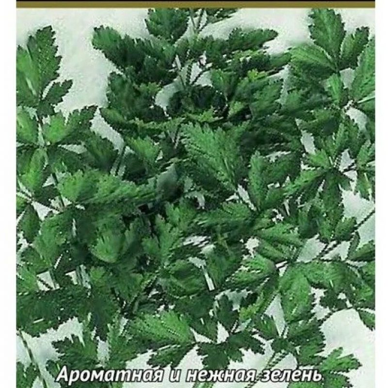 Петрушка листовая Бутербродная(ПОИСК)