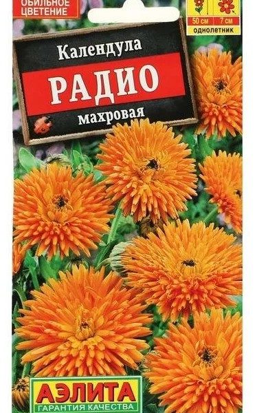 СЕМЕНА КАЛЕНДУЛА РАДИО