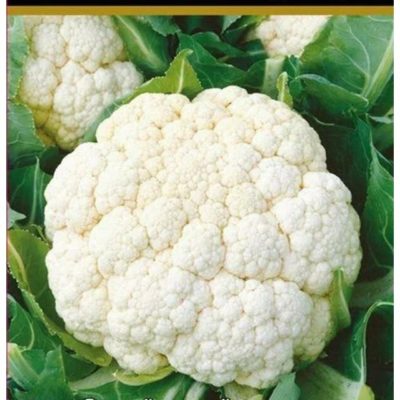 Капуста цветная Альфа раннеспелая