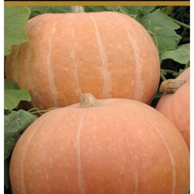 Тыква Парижская золотая крупноплодная