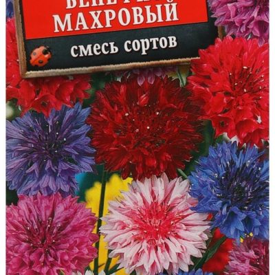 ВАСИЛЕК МАХРОВЫЙ СМЕСЬ