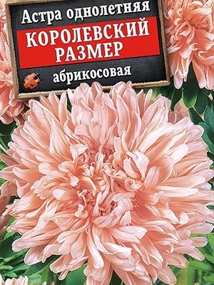 Астра Королевский Размер Абрикосовая