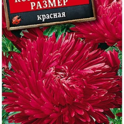 АСТРА "КОРОЛЕВСКИЙ РАЗМЕР" КРАСНАЯ (ПОИСК)