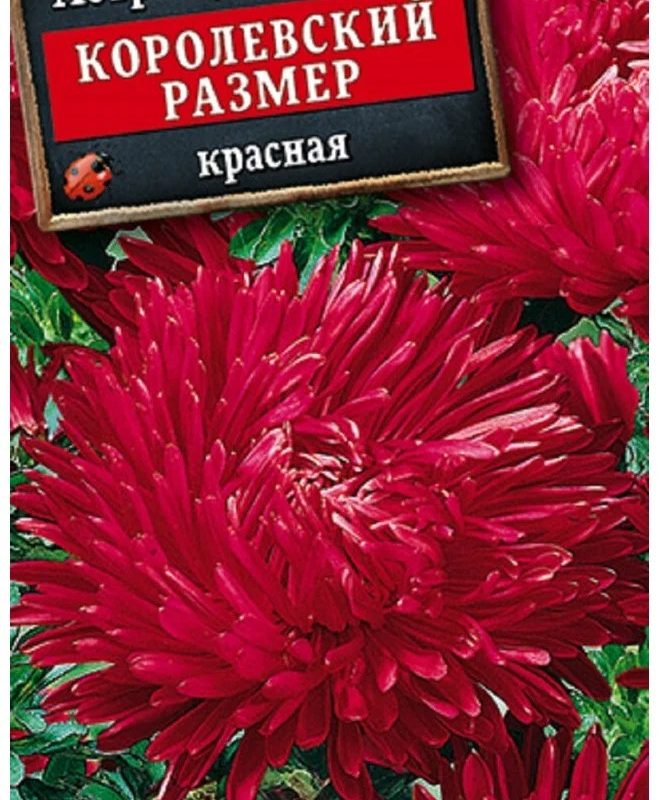 АСТРА "КОРОЛЕВСКИЙ РАЗМЕР" КРАСНАЯ (ПОИСК)