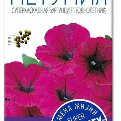 Петуния суперкаскадная бургунди