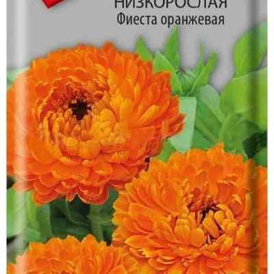 Календула Золотце оранжевая