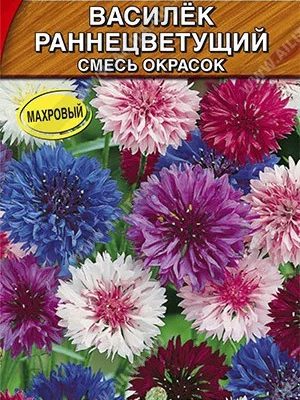 Семена Василек Краски лета смесь