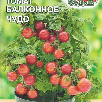 Томат Балконное чудо тип черри скороспелый