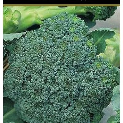 Семена Капуста брокколи Фортуна
