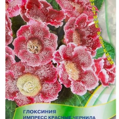 Цветы Глоксиния Импресс Красные Чернила
