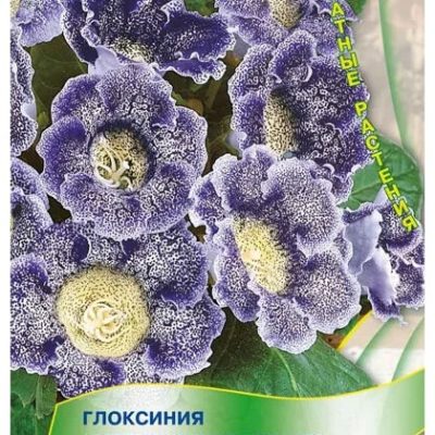 Цветы Глоксиния Импресс Синие Чернила