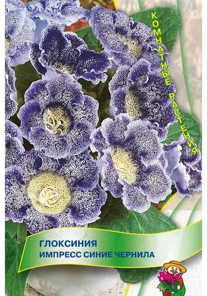 Цветы Глоксиния Импресс Синие Чернила
