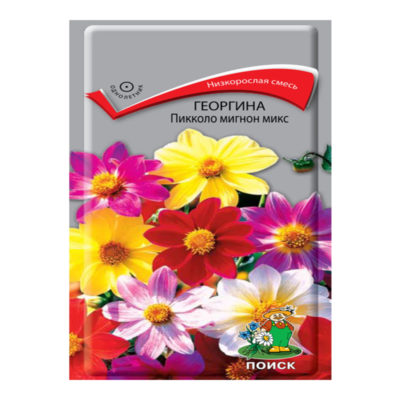 Георгина Пикколо миньон карликовая