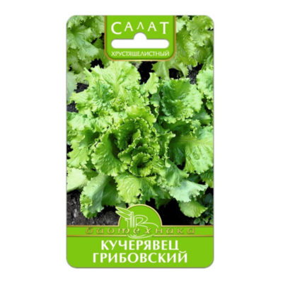 САЛАТ КУЧЕРЯВЕЦ ГРИБОВСКИЙ