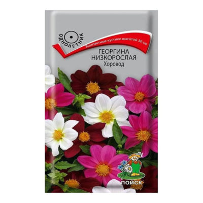 Георгина Хоровод низкорослая