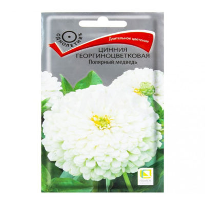 Цинния Полярный медведь